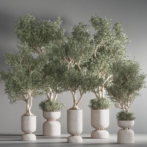 Indoor Plant Set 31