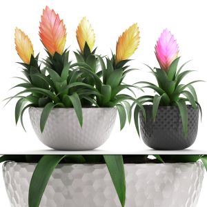 Tropical Plant Bromelia