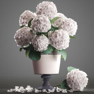 Bouquet Of White Hydrangea