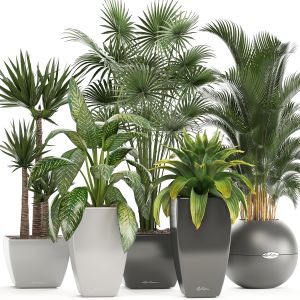 Collection Of Plants In Pots Howea, Palm, yucca