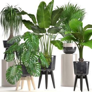 Collection Of Plants Banana, palm, Monstera