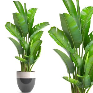 Strelitzia, banana palm, bush, Ravenala, pot