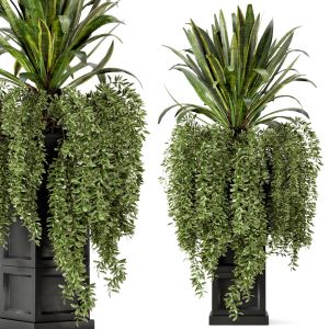 Indoor Plants In Rusty Black Concrete Pots-set 35