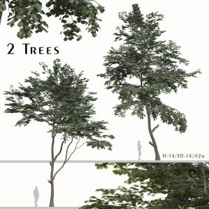 Set Of  Tilia Amurensis Trees ( Amur Linden )