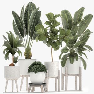 Plants In A White Flowerpot For The Interior 1091