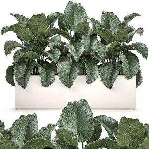 Alocasia In A White Flowerpot For Decor 509