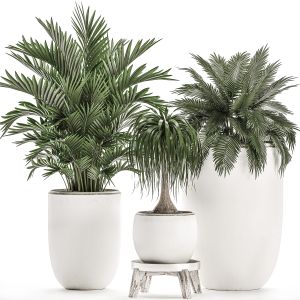 Plants In A White Flowerpot For Decor And Interior