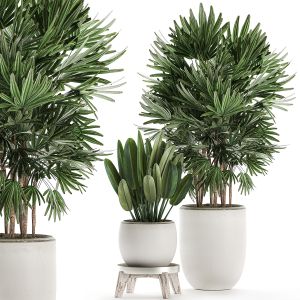 Plants In A White Flowerpot For Decor 502