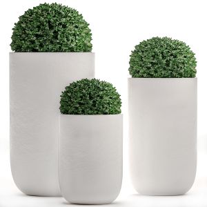 Bushes In Flowerpots For Parks And Garden 499