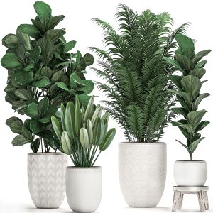 Plants In A White Pot For The Interior 490