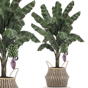 Banana Tree In A Basket For The Interior 487