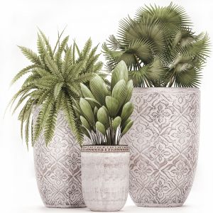 Plants In Flower Pots For The Interior 477