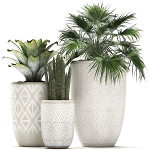 Plants In Flower Pots For The Interior 473