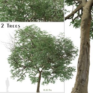 Set Of Tilia Euchlora Tree ( Caucasian Linden )