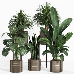 Indoor Plant Collection 006