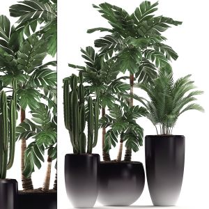 Plants In Flower Pots For The Interior 470a