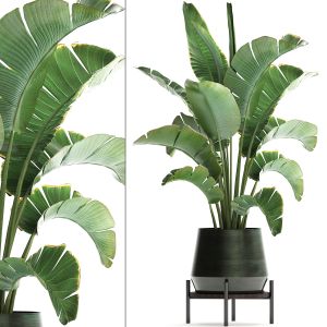 Exotic Plants Banana Tree 446