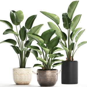 Exotic Plants Banana Tree Set 445