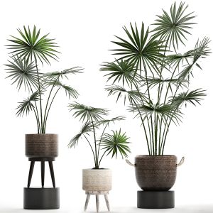 Collection Of Palm Trees For The Interior 429