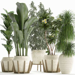 Collection Of Exotic Plants In White Pots 425