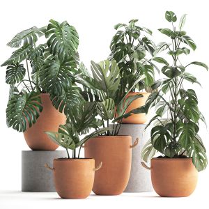 Collection Exotic Plants Monstera 423