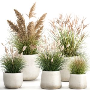 Reeds In A Concrete Flowerpot 1094