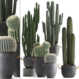 Collection Of Exotic Cactus Plants 411