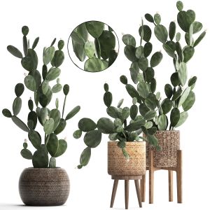 Collection Of Exotic Cactus Plants 397