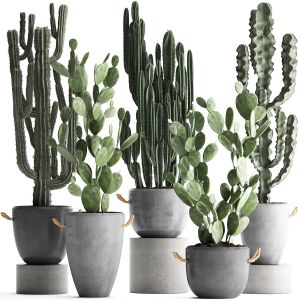 Collection Of Exotic Cactus Plants 386