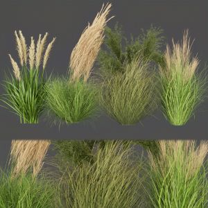 Collection Plant Vol 287 _ Outdoor _ Grass