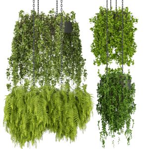 Collection Plant Vol 291 Indoor Ampelous Hanging