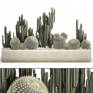 Cactus Set In A Concrete Flowerpot 1097