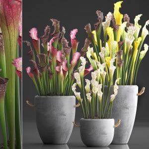 Collection Of Exotic Plants Sarracenia 377