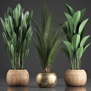 Collection Exotic Plants 360