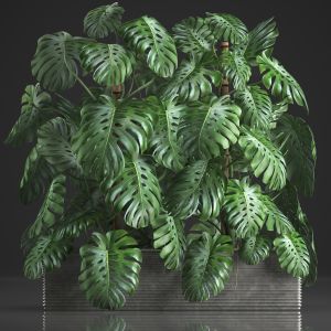 Decorative Monstera In A Pot 10