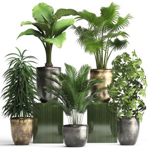 Collection Exotic Plants 354