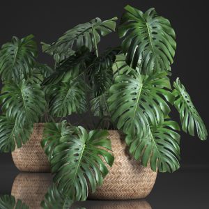 Decorative Monstera In a rattan basket