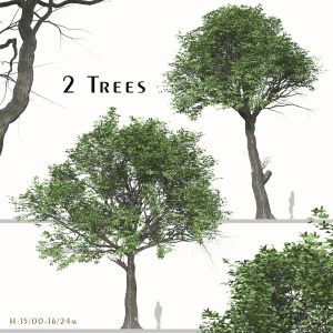 Set Of Quercus Serrata Tree ( Korean Oak ) 2 Trees