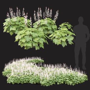 Tiarella 02