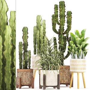 Collection Of Exotic Cactus Plants 323