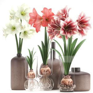 Hippeastrum In A Flower Pot 89