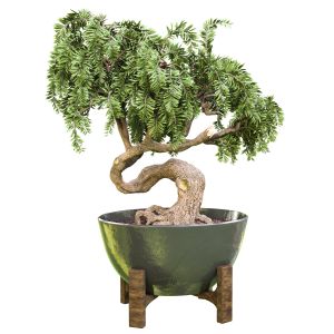 Bonsai_vol_13