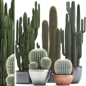 Collection Of Exotic Cactus Plants 310