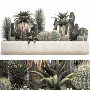 Cactus Set In A Concrete Flowerpot 1100