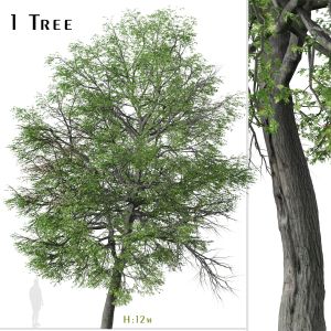 Pin Oak Tree ( Quercus Palustris )