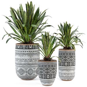 Indoor Plants  In Concrete Pots - Set 36