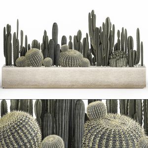 Cactus Set In A Concrete Flowerpot 1102