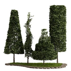 Garden Boxwood Trees 01