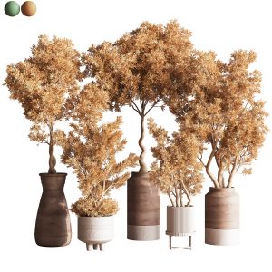 Indoor Plant Set 62