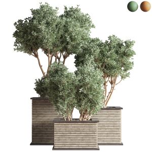 Outdoor Plants Tree 22